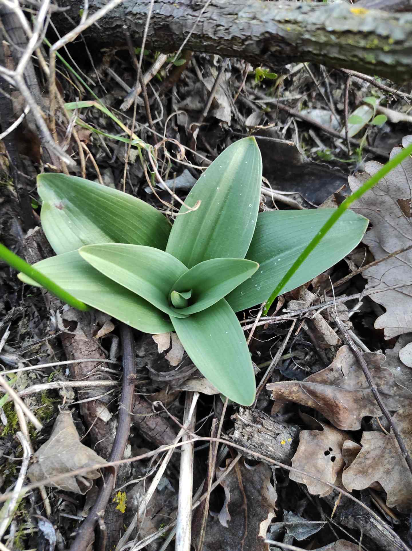 Identificazione rosette basali